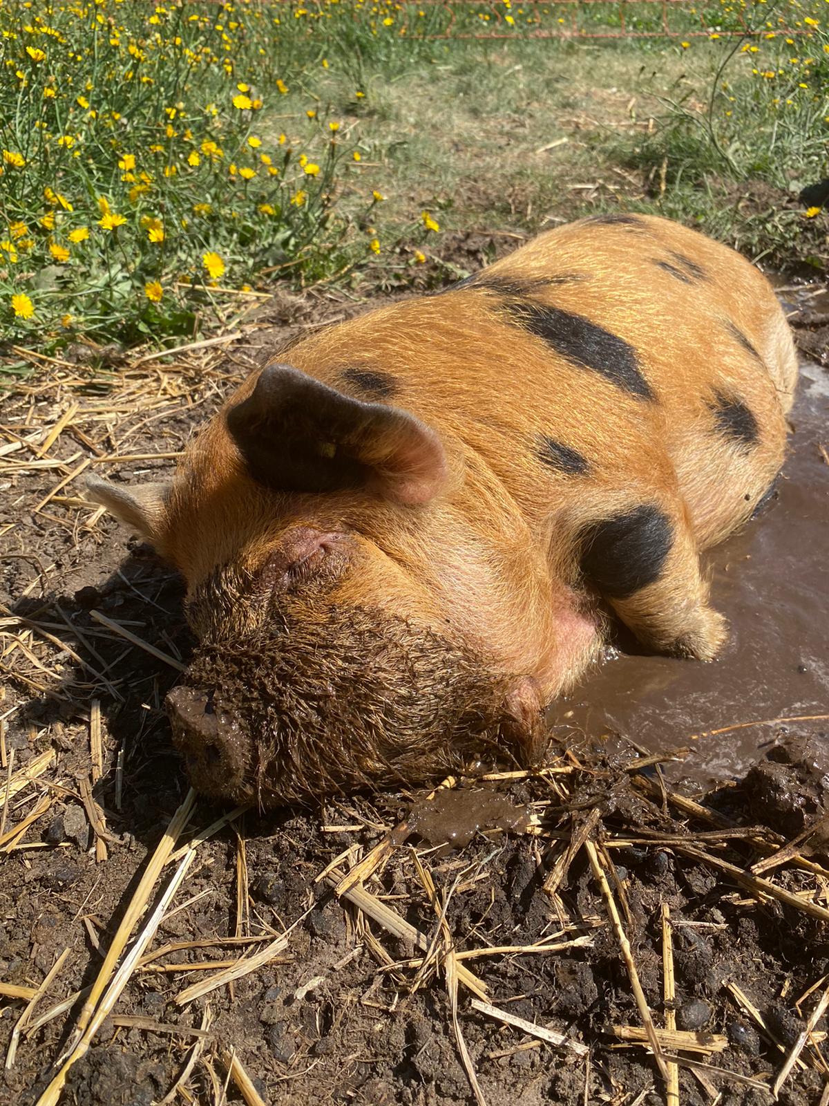 Kune kune